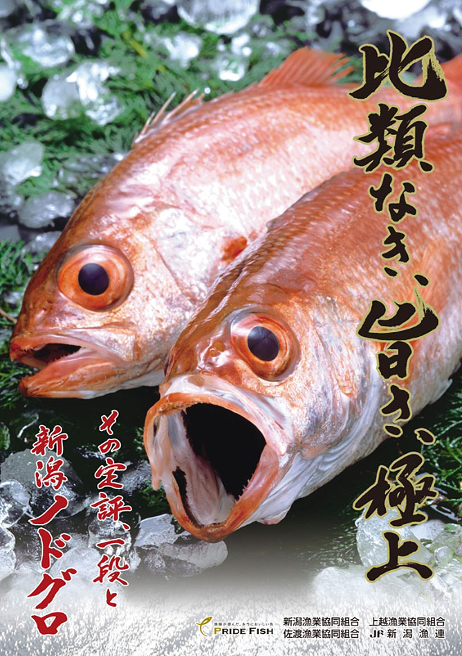 pride_fish